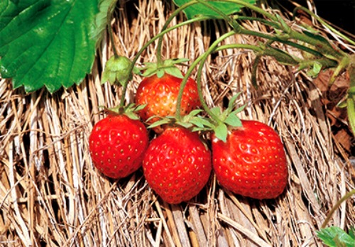 [유기농]딸기 가정용 5KG